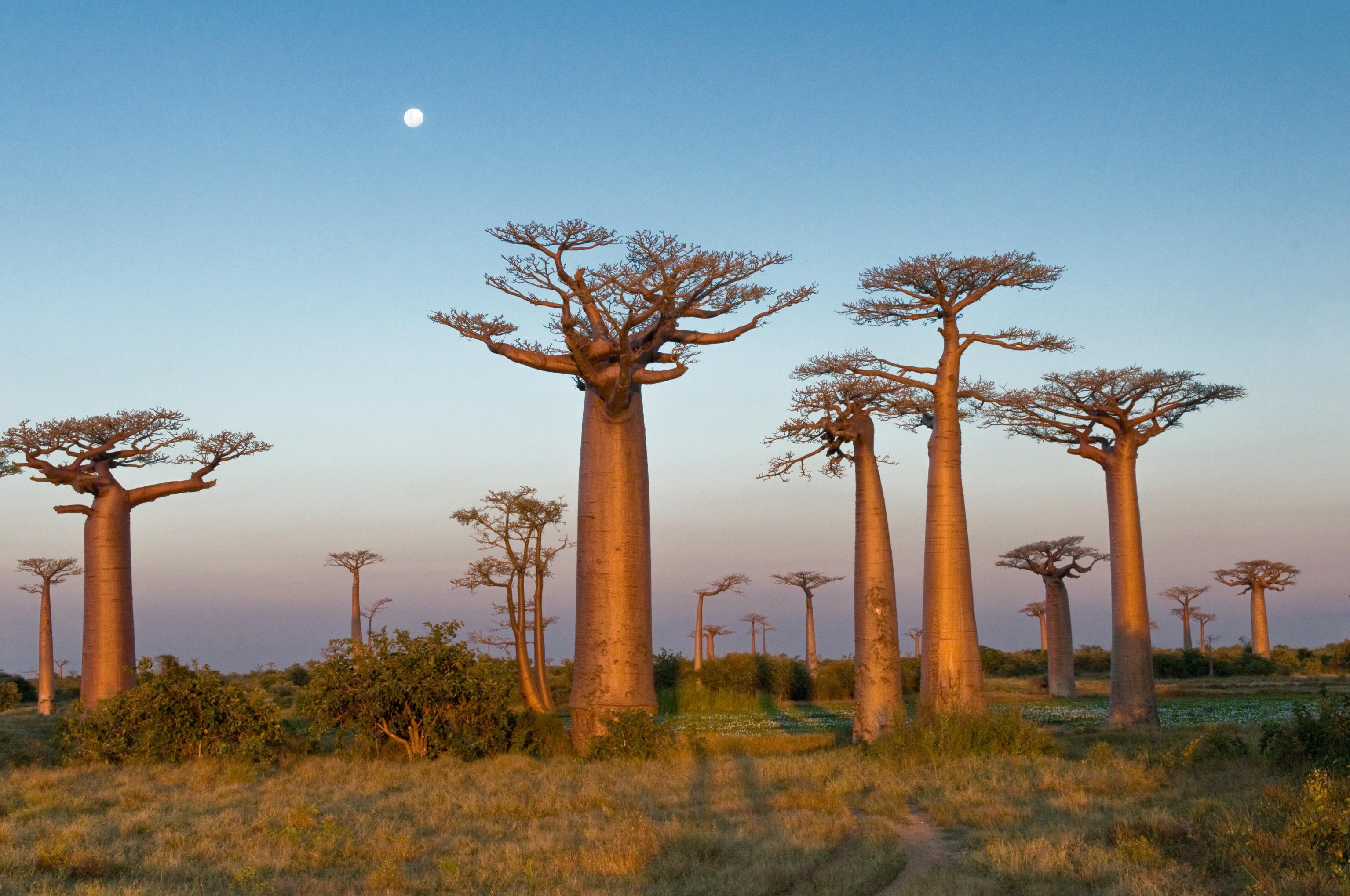 baobab madagascar