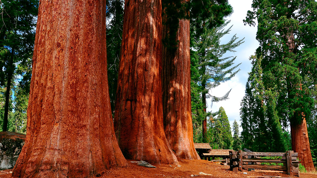 Sequoia National Park
