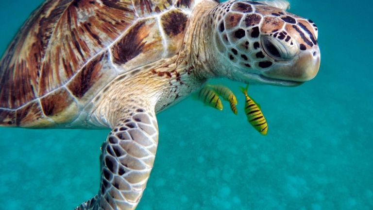 Carayou Hotel & Spa - Plonge avce les tortues