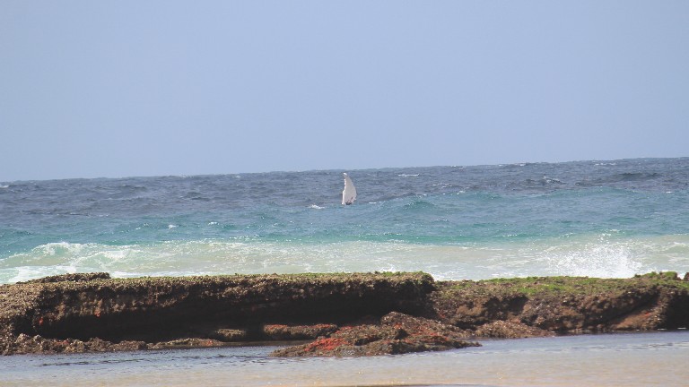 Dunes de Dovela - Baleine vue depuis la plage