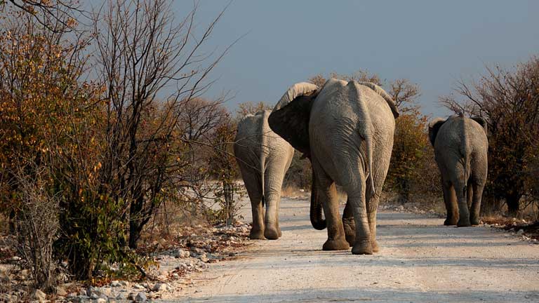 Elphants, Rserve de Moremi