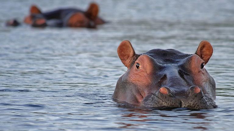Hippos, Rserve de Moremi