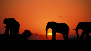 Jour 6  8 :  Parc National de Chobe