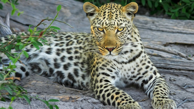 Lopard, Parc National de Chobe