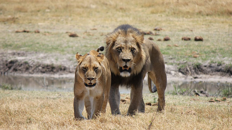 Lions, Parc National de Chobe