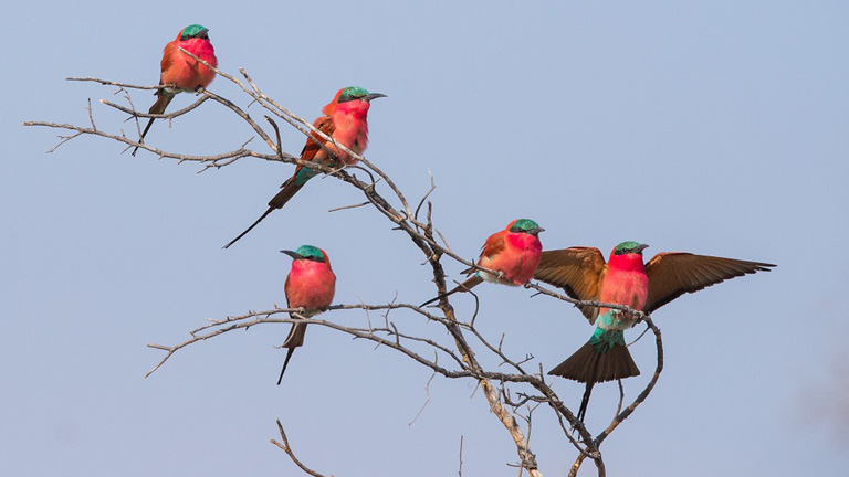 Oiseaux, Rserve de Moremi