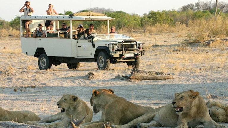 Vehicule de safari, Rserve de Moremi