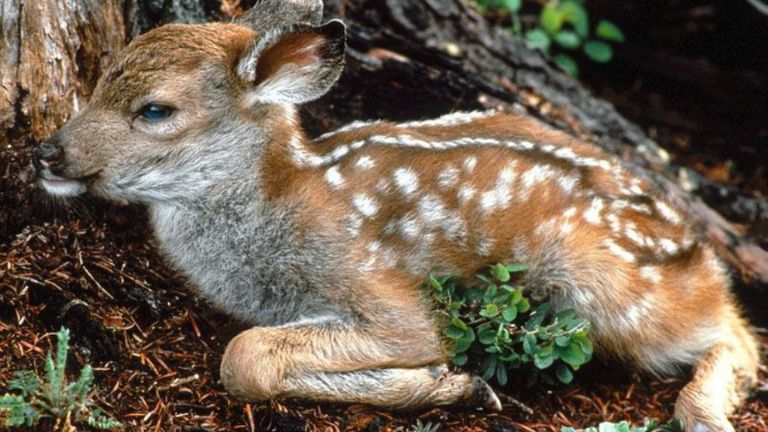 Faune Olympic NP - Washington