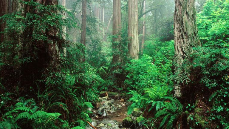 Olympic National Park - Washington