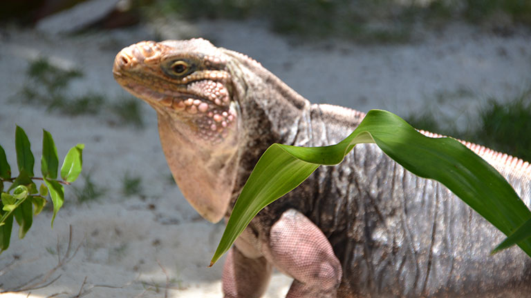 S�jour All inclusive Andros