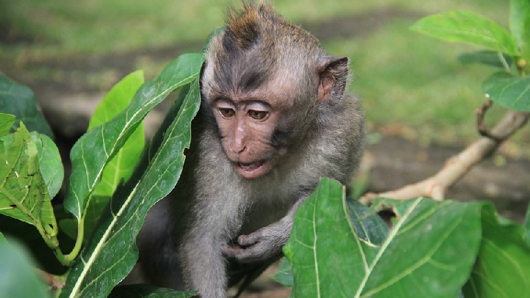 Bali, Fort des singes