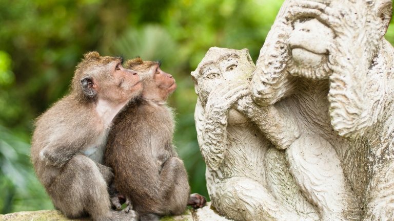 Jour 2  6: Dcouverte de Bali en libert - Ubud