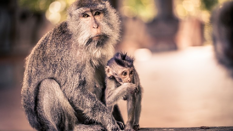 Bali, Ubud fort des singes