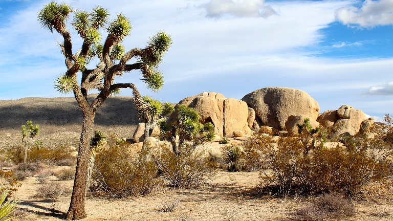 Joshua Tree National Park