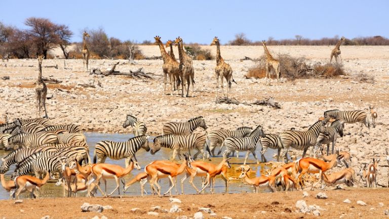 Parc d'Etosha