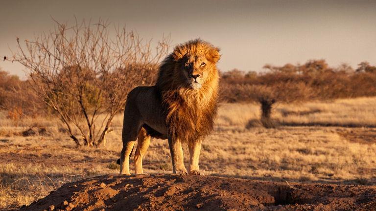 Parc d'Etosha