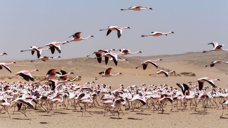 Jour 8 : Swakopmund / Walvis Bay / Swakopmund 