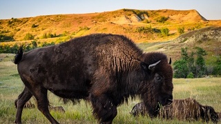 Jour 8 : Stanley -  Medora - 255 Km - 2h50 de route