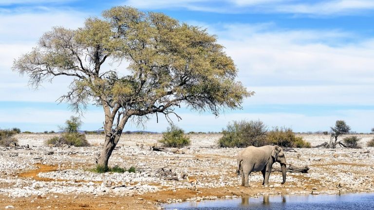 Jour 10 : Etosha 