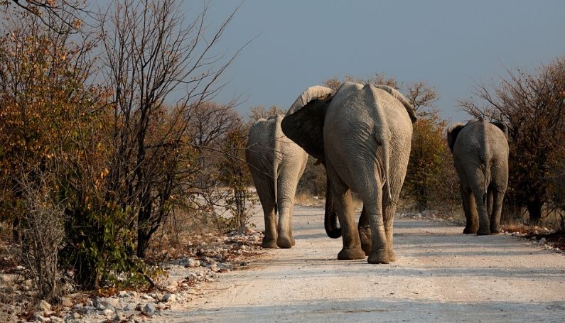Jour 14 : Parc national de Nkasa Rupara / Kasane / Parc National de Chobe