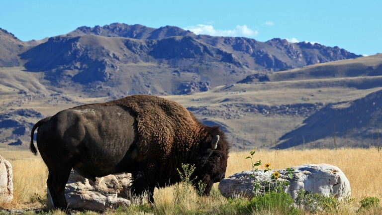 Antelope Island State Park, au bord du Great Salt Lake