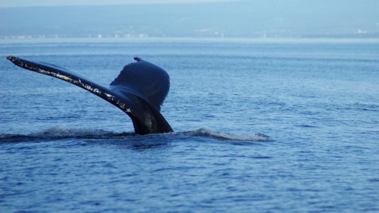Observation des baleines