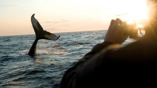 Jour 10 : Parc de la Gaspsie / Matane - 125 Km - 1h30 de route