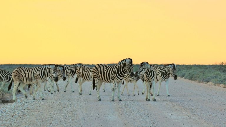 Parc national d'Etosha zebre sur la route
