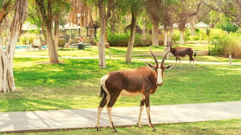 Mokuti etosha lodge Namibie jardin oryx