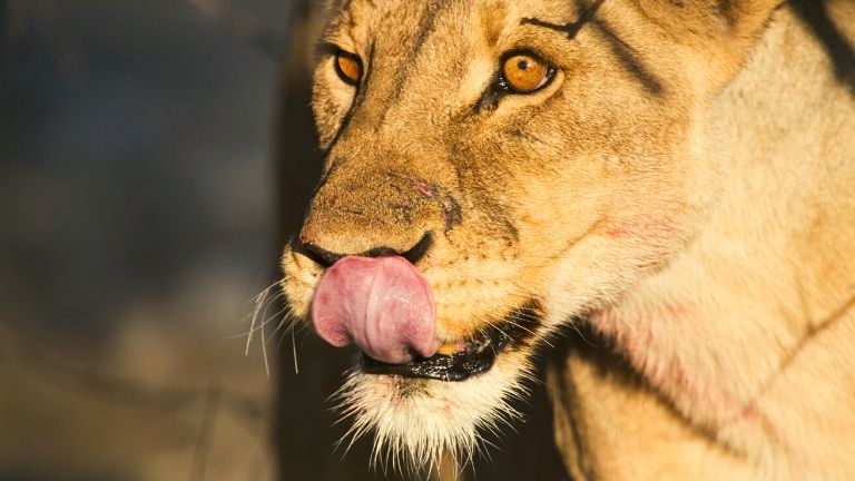 Parc national d'Etosha lionne