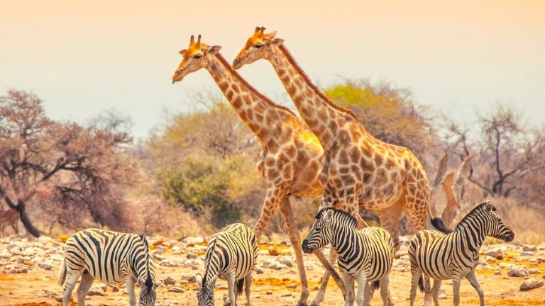 Parc national d'Etosha  Girafe zebres 