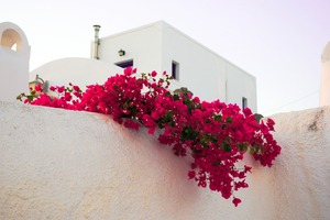 cyclades santorin grece fleur bougainvillier