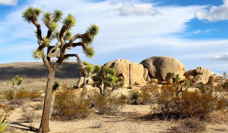Joshua Tree