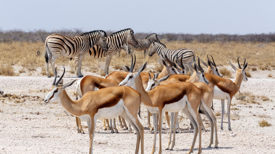 Faune Namibie