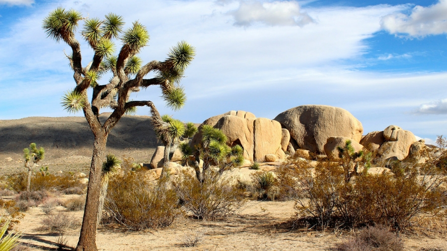 Joshua Tree