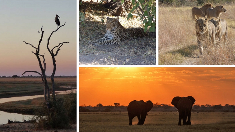 Safari Botswana, parc national de Chobe